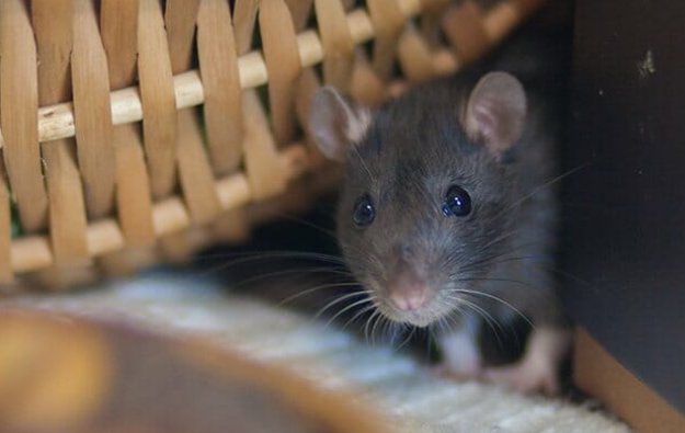 A patkányirtás vadászgörénnyel gyors, hatékony és környezetbarát