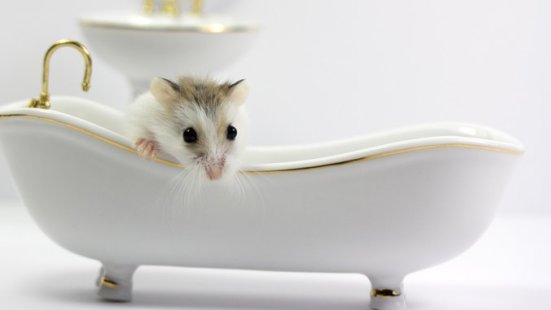 Miért fontos a gyors cselekvés patkányirtás esetén?